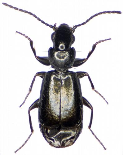 Réf. 229 213 : Microlestes maurus